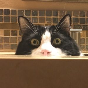 Meet your Posher, Rebecca